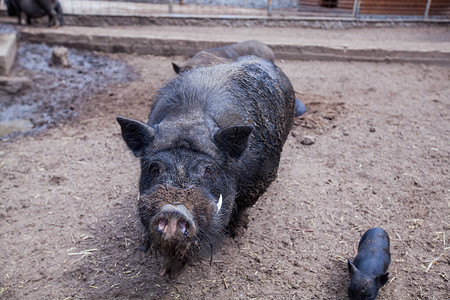 在土著动物品种的农村场传统黑猪品种图片