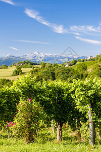 法国南朱兰孔的葡萄园图片