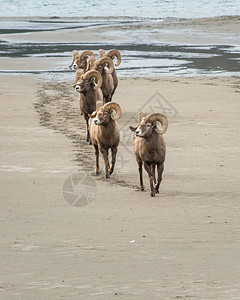 野生大角公羊动物图片