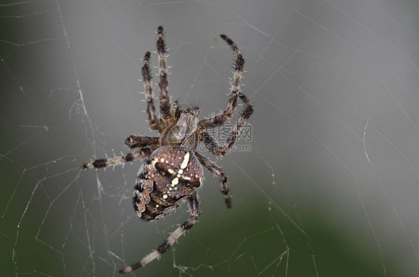 蜘蛛直播解锁NBA全赛季赛事免费观看篮球从未如此简单