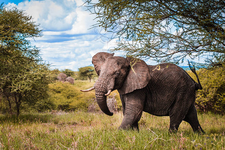 大象在野外行走图片