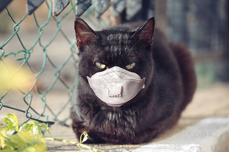 户外戴着医用口罩的黑猫图片