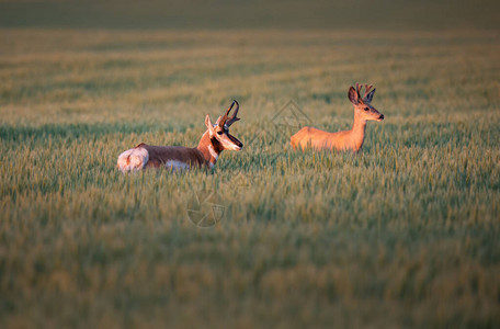 农田里的叉角羚和鹿图片