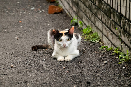 小流浪小乌龟猫在街上小背景图片