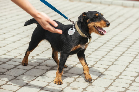 志愿者在庇护所爱抚害怕的流浪猎犬图片