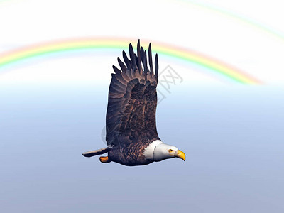 婀娜多姿的鹰展翅翱翔于天空图片