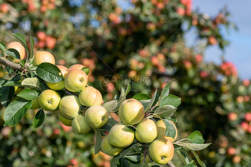 关闭树上的苹果酒苹果的一个分支图片