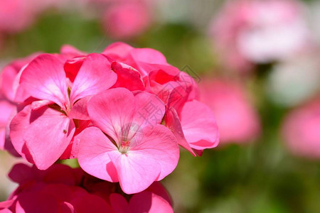 关闭盛开的粉红色天竺葵背景图片