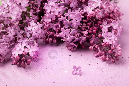 纹理背景上的紫色丁香花丁香花春天开花图片