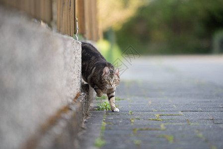 家养短毛猫虎斑猫离家在拐角处图片