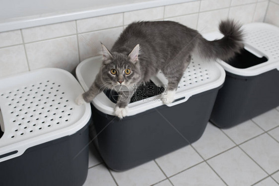 站在浴室顶端入门的猫垃圾箱图片