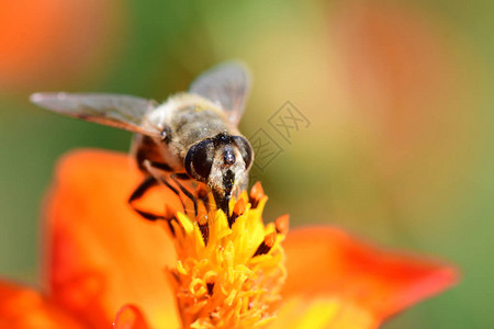 蜜蜂为橙色金鸡菊花授粉的微距镜头图片