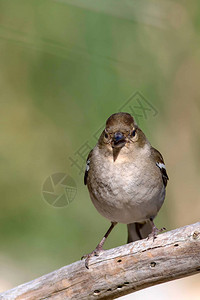 可爱的小鸟常见的卡芬奇薯背景图片