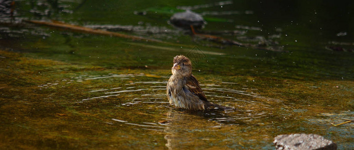 小鸟在水坑中间洗澡图片