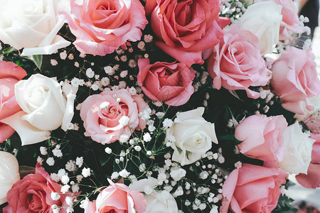 粉红色的玫瑰花在复古的颜色中绽放图片