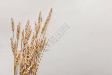 在白色上隔离的小麦穗的顶视图图片