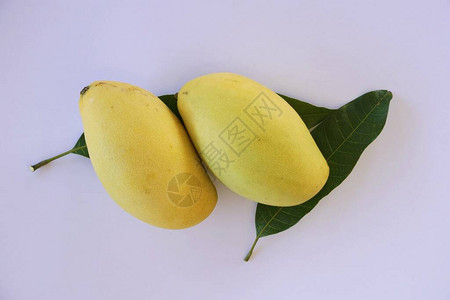 二个黄色的芒果背景图片