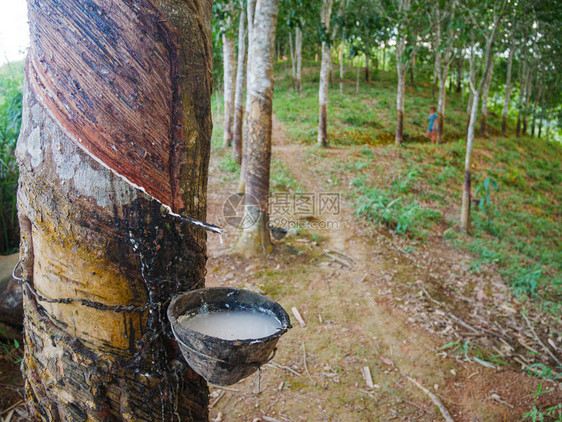 橡胶树和装满乳胶的碗从树中提取的天然橡胶乳并收集在碗中亚洲农图片