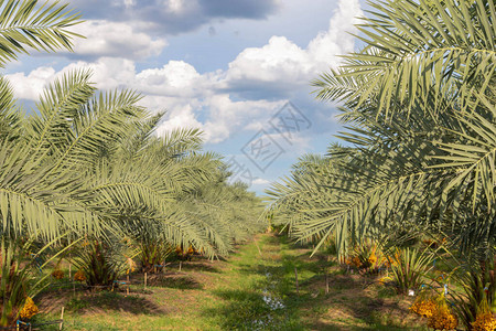 束棕榈果园泰国枣椰树上的农业经济图片