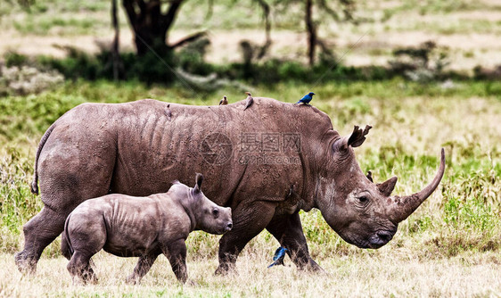 肯尼亚纳库鲁公园的非洲图片