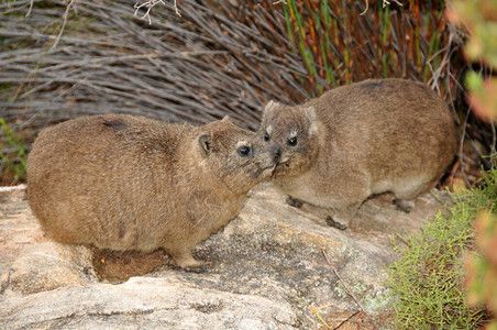 岩石的Hyrax图片