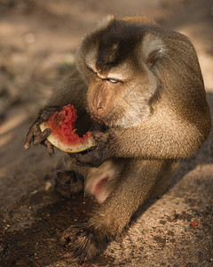 一只聪明的红发猴子坐在地上吃着一个多汁的红西瓜背景图片