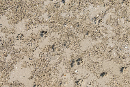 沙滩上的狗脚印图片