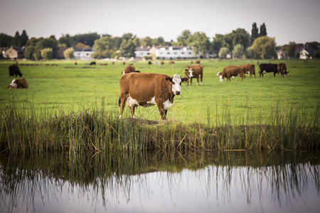 荷兰Holstein奶图片