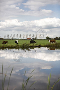 荷兰Holstein奶图片