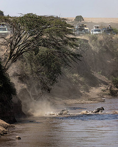 马拉河沿岸载满游客的野生动物园车辆观看牛羚图片