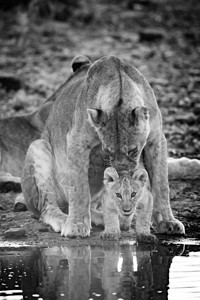 单母狮在水坑旁舔幼崽图片
