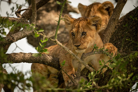 幼狮站在树枝上俯视图片