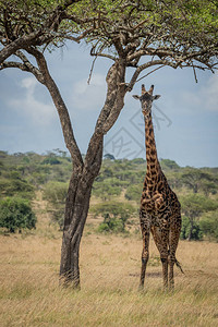 Masaigiraffe眼睛摄像图片