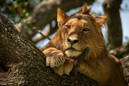 雄狮从树枝上向下凝视图片