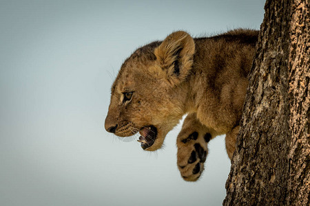 狮子幼崽从树图片