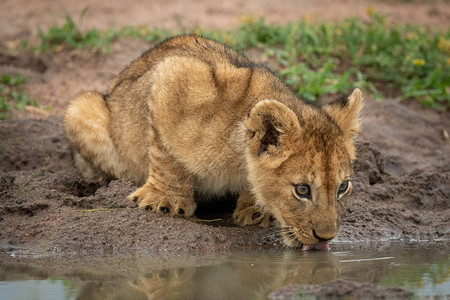 小狮子躺在泥潭边喝水图片