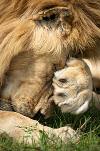 狮子用爪子捂脸的特写图片