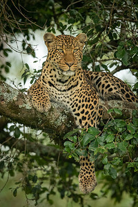 豹子躺在树枝上爪子垂下图片