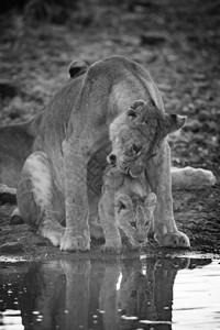 单母狮在水坑里啃幼崽图片