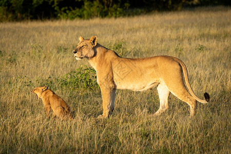 狮子座站在大草原上与打哈欠图片