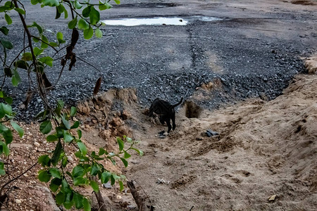 一只黑小狗在地上玩耍在火山口停车场背景图片