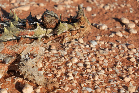 西澳大利亚州湾的爬虫类动物Molochhor图片