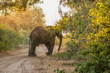 非洲大象LoxodontaAfricana在日落图片