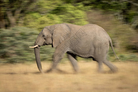 大象从左向右走过非洲草原的树木缓慢的百叶窗速度使大象的腿和背景图片
