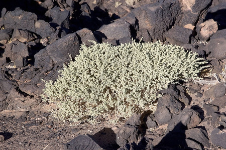 阿根廷普纳阿塔卡马安托法加斯塔德拉塞火山场的灌木PunadeAtacama是智利北部和阿根廷安第斯山脉的干旱高原在阿根廷图片