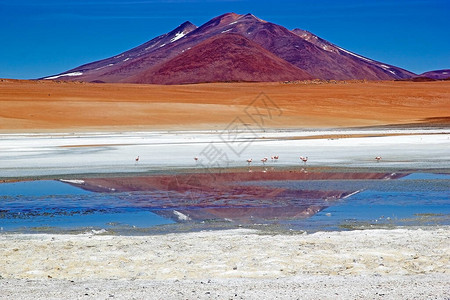 圣玛丽亚泻湖与火烈鸟和火山Incahuasi在PunadeAtacama与火山CaraciPampa在背景中图片