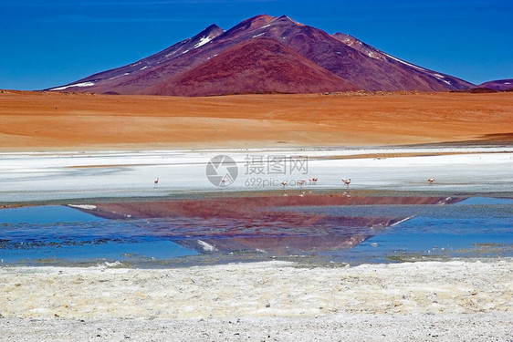 圣玛丽亚泻湖与火烈鸟和火山Incahuasi在PunadeAtacama与火山CaraciPampa在背景中图片