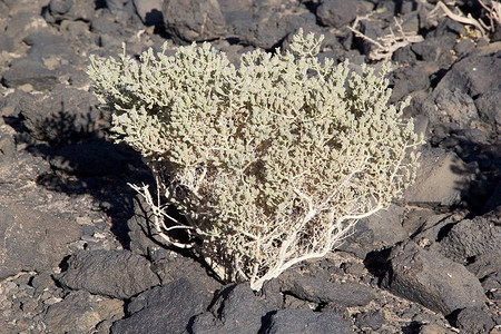 阿根廷普纳阿塔卡马安托法加斯塔德拉塞火山场的灌木PunadeAtacama是智利北部和阿根廷安第斯山脉的干旱高原在阿根廷图片