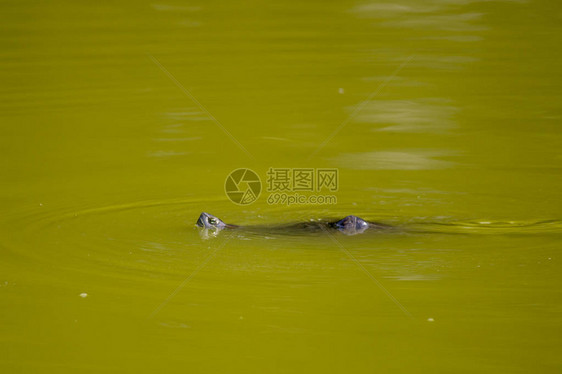 绿水中的鳄鱼有图片