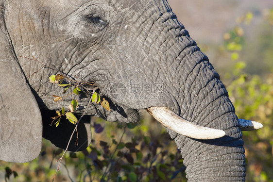 南非克鲁格公园非洲大象K图片